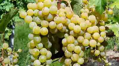 Malvasia di Candia Aromatica.jpg