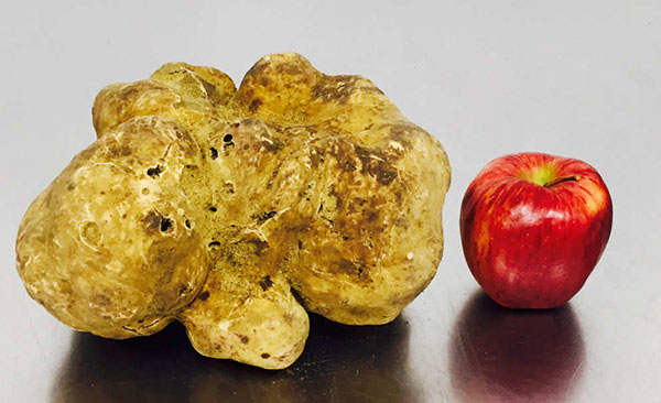 03-white-truffle.w529.h352.2x.jpg