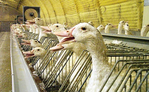 foie-gras.jpg