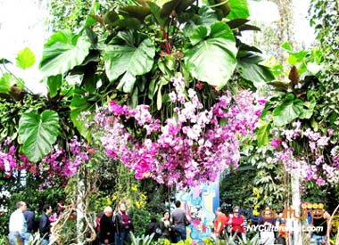 8orchid-show.jpg
