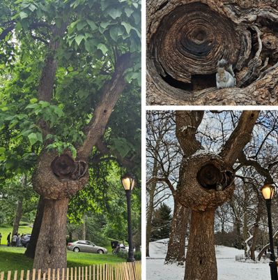 catalpa tree.jpg